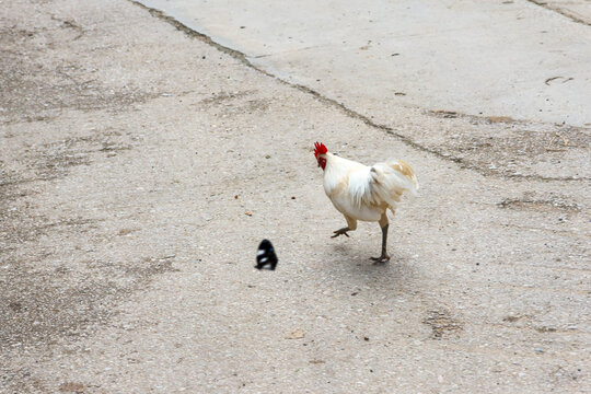 White chicken walking on weathered concrete surface, casting small shadow in bright daylight and showing rural farm life