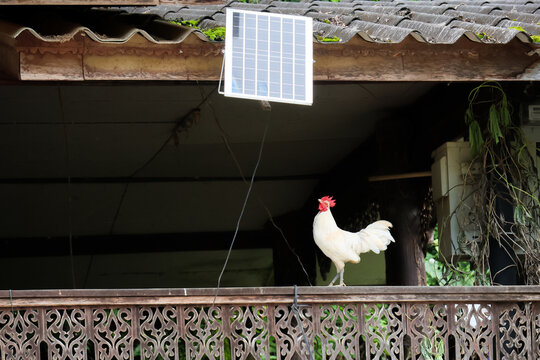 White rooster standing on ornate wooden balcony beneath small solar panel, showing rural architecture, renewable energy, and domestic animal life in daylight
