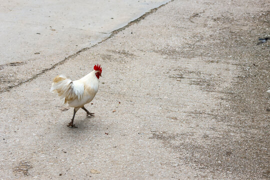 White rooster walking across cracked concrete pavement with alert posture and open space, creating rural outdoor scene with natural texture and movement