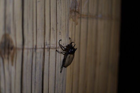 Wood beetle climbing bamboo wall at night, creating mysterious natural scene with detailed insect anatomy and textured vertical stalks in soft shadow