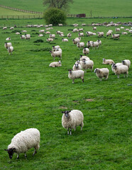 Obraz premium Domestic animals grazing on a rolling green hill farm