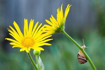 snail. Close-up of a snail sitting on a petal of a yellow wild chamomile. small snail on yellow chamomile flowers in the garden. macro nature, spring background. habitat, the beauty of nature. © Oleksandr Filatov