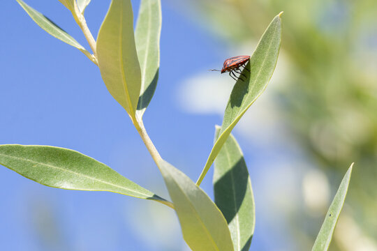 Graphosoma lineatum striped bug on olive leaf