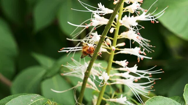 Close-up of a fuzzy bumblebee collecting pollen on the white flower spikes of Aesculus parviflora. Bottlebrush buckeye. Spring pollination