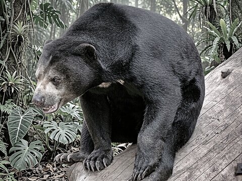 Sun Bear close-up reveals pale muzzle and long claws beside rainforest log.