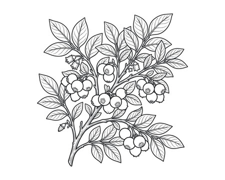 Huckleberry plant botanical illustration, black and white line art drawing