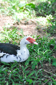 Muscovy Duck or white and black duck