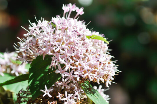 Chinese Glory Bower, Clerodendrum bungei Steud or Glory Bower or Lamiaceae or Rose clerodendrum or verbenaceae or pink flower