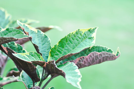 Clerodendrum quadriloculare Blanco Merr or Labiatae or  Lamiaceae or The Quezonia or purple , green and white leaf