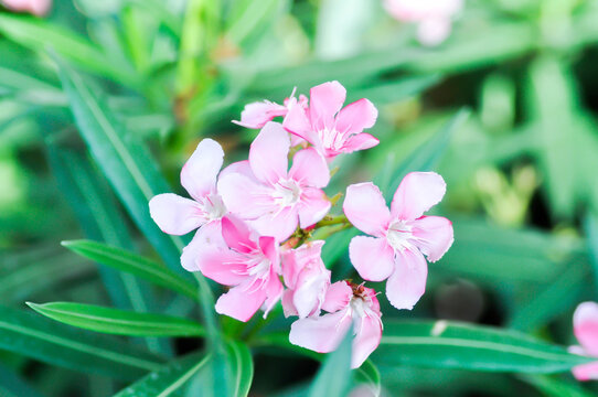 Nerium oleander, APOCYNACEAE or APOCYNOIDEAE or Nerium indicum Mill or Nerium odorum Aiton or Nerium oleander L or Rose Bay or Sweet Oleander or pink flower