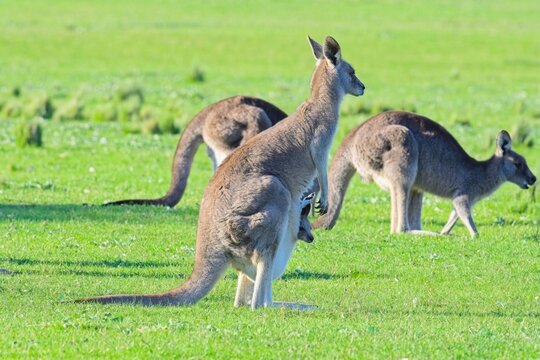 Mother and baby kangaroo, in the late afternoon sunlight, Woodlands Historic park, Victoria Australia