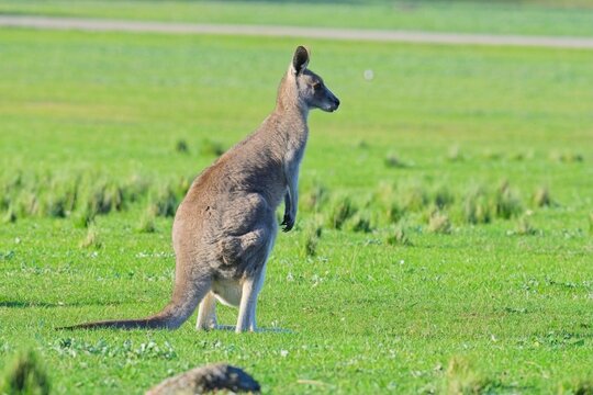 Watchful eastern grey kangaroo in the late afternoon sunlight, Woodlands Historic park, Victoria Australia