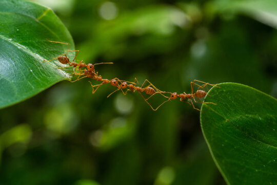 Weaver Ants Forming a Living Bridge between Two Green Leaves
