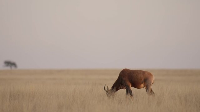 Common tsessebe, also known as sassaby (Damaliscus lunatus lunatus), feeding in natural Kalahari-Nama Karoo transition habitat near Kimberley, Northern Cape, South Africa.