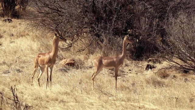 Gerenuks grazing in Samburu National Reserve, Kenya