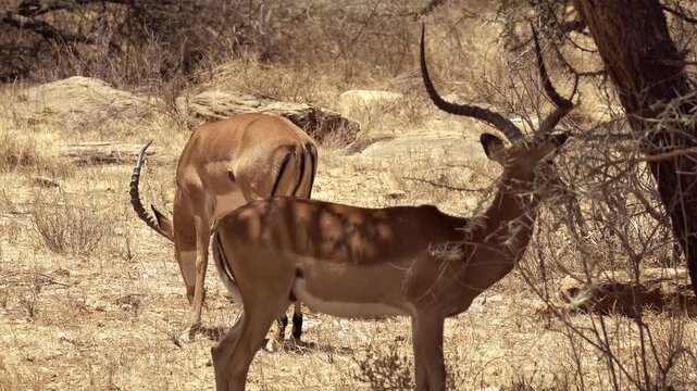 Gerenuks grazing in Samburu National Reserve, Kenya