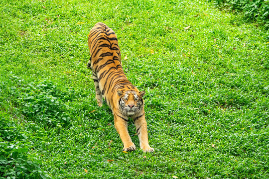The tiger is yawning and stretching