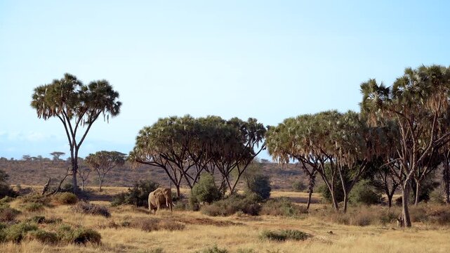 African elephant among doum palms in Samburu National Reserve, Kenya
