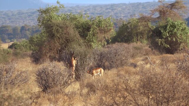 Gerenuks in Samburu National Reserve, Kenya