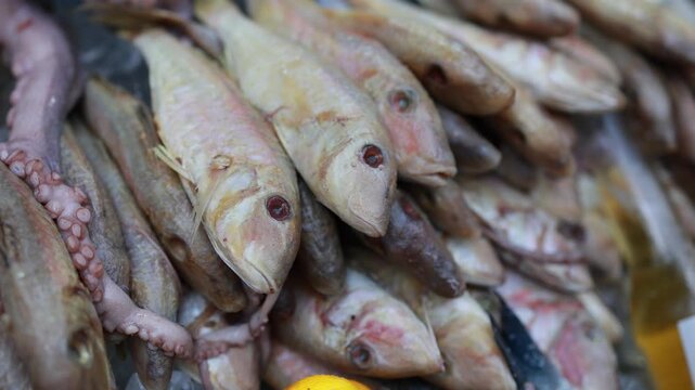 Fresh fish and octopus on ice at seafood market. Closeup of raw catch displayed for sale at fishmonger stall. Healthy food and marine products concept.