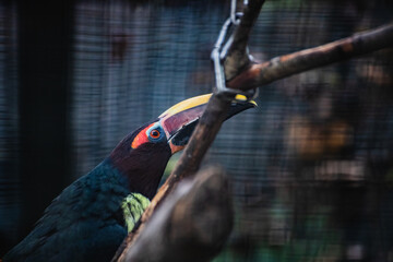 Colorful Green Aracari Resting on a Branch at the Zoo © Anja