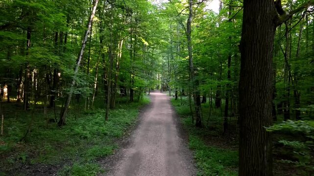 First person view of walking along a narrow dirt path through a lush green forest in summer