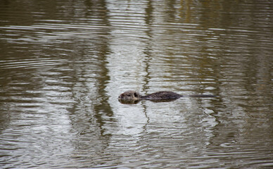 beaver © sevcan