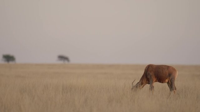 Common tsessebe, also known as sassaby (Damaliscus lunatus lunatus), feeding in natural Kalahari-Nama Karoo transition habitat near Kimberley, Northern Cape, South Africa.