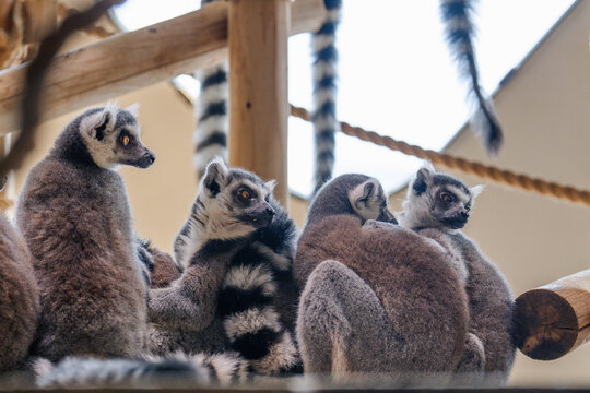 Group of Ring-Tailed Lemurs Sitting Together