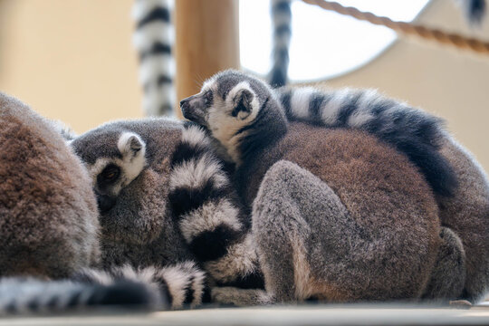 Ring-Tailed Lemurs Resting Together
