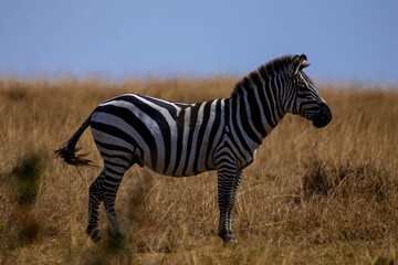 Zebra African Safari © creativebrosis