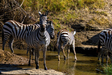 Zebra African Safari © creativebrosis