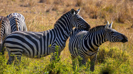 Zebra African Safari © creativebrosis