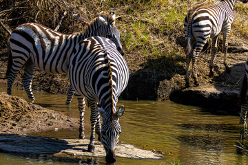 Zebra African Safari © creativebrosis