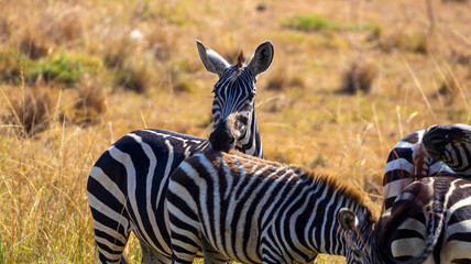 Zebra African Safari © creativebrosis