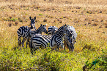 Zebra African Safari © creativebrosis