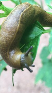 Garden Slug Crawling and Munching on Green Leaf