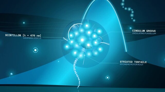 Detailed scientific animation explaining the biological process of bioluminescence in plankton dinoflagellate Noctiluca scintillans creating glowing waves in the ocean with anatomical text overlays