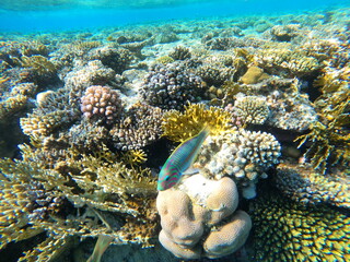 Colorful tropical fish swimming over vibrant coral reef © Softlight Lens