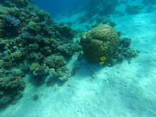 Coral reef with butterflyfish swimming near sea bed © Softlight Lens