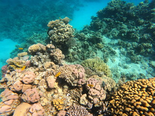 Yellow reef fish swimming among coral formations © Softlight Lens