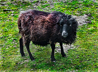 Ouessant domestic sheep on the lawn © Mikhail Blajenov