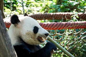 Giant panda chewing bamboo in a lush green setting in Vienna, Austria, offering a natural wildlife scene for travel, education, conservation, and editorial projects. © Duro Mesiar