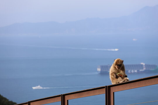 Barbary Macaque Gibraltar with Morocco Background