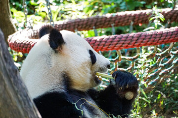 Giant panda feeding on bamboo in a lush green enclosure in Vienna, Austria, with natural foliage and a relaxed wildlife atmosphere suited to travel, education, conservation, and editorial content. © Duro Mesiar