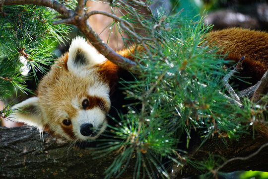 A red panda rests on a tree branch surrounded by green pine foliage in Vienna, offering a natural wildlife image for travel, conservation, education, and editorial projects.