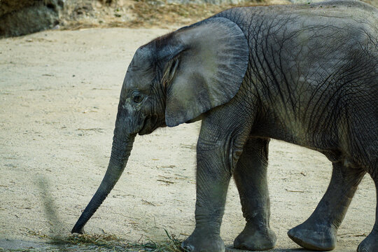 Young African elephant walking across sandy terrain, highlighting its wrinkled skin, large ears, trunk, and developing body in a natural wildlife setting.