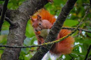 squirrel on a tree © susannemogensen