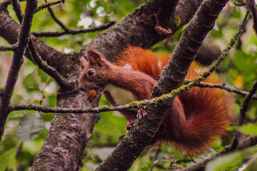 squirrel on tree © susannemogensen