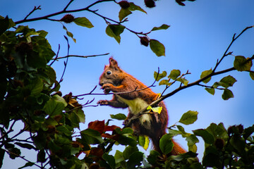 squirrel on tree © susannemogensen